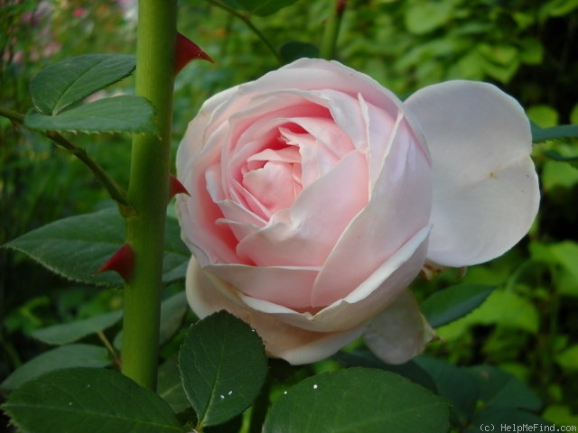 'Perle d'Amour' rose photo