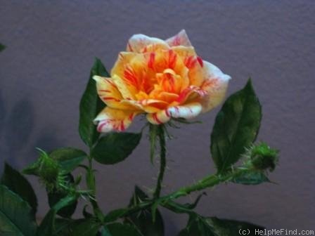 'Double Treat' rose photo