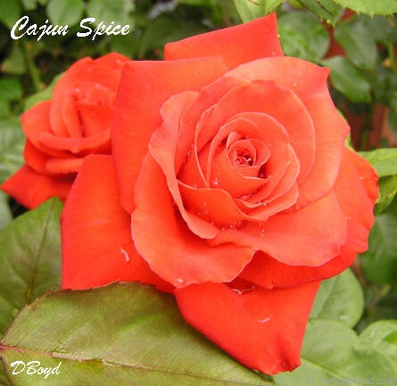 'Cajun Spice (hybrid tea, McMillan, 1996)' rose photo
