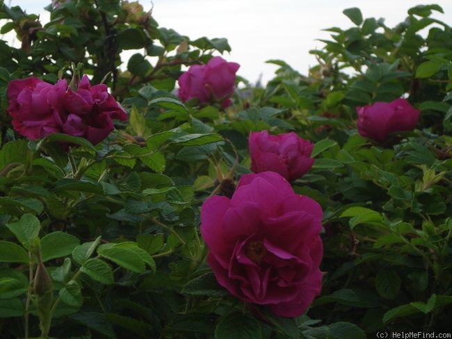 '<i>R. rugosa</i>' rose photo