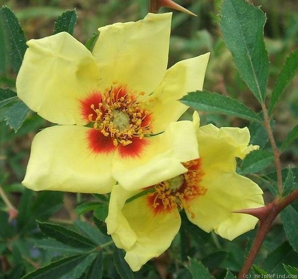 '<i>Berberifolia hardii</i>' rose photo