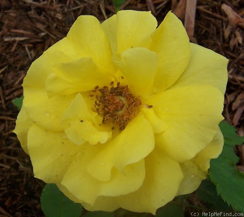 'Eldorado (floribunda, Christensen, 1992)' rose photo