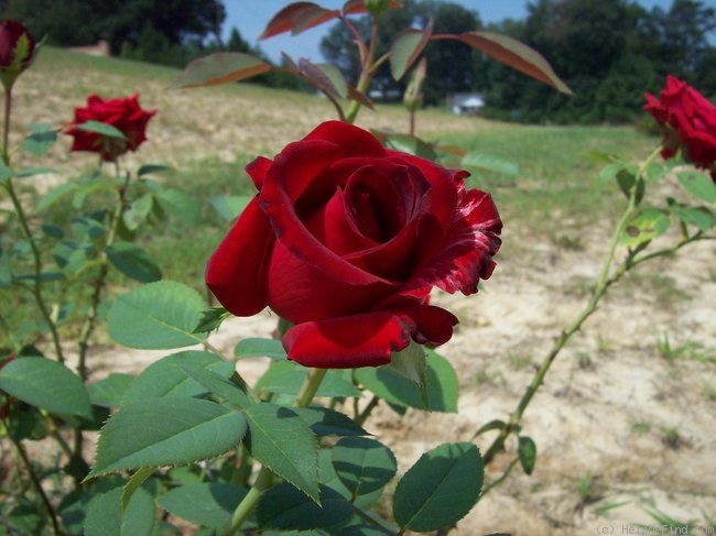 'Beloved (hybrid tea, Zary 2001)' rose photo