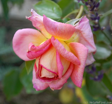 'Heinrich Wendland' rose photo