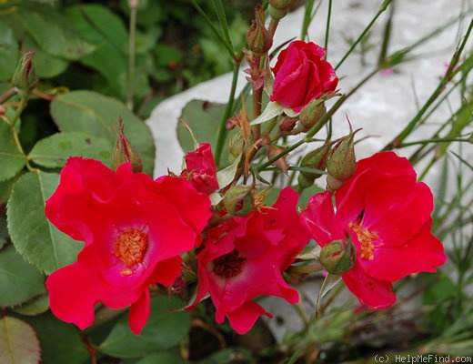 'Holstein' rose photo