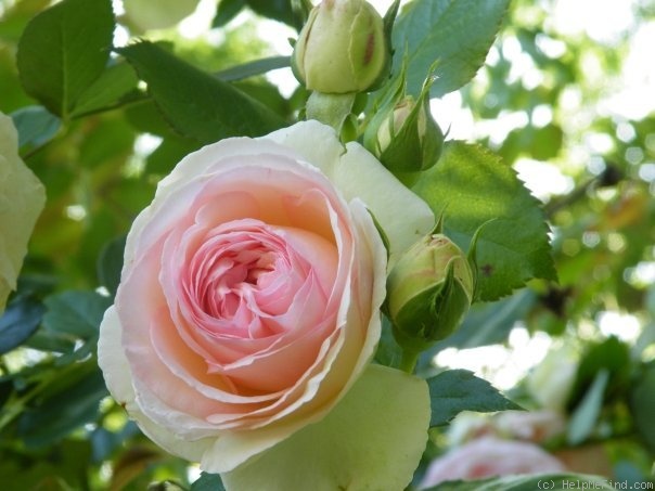 'Eden Climber ™' rose photo