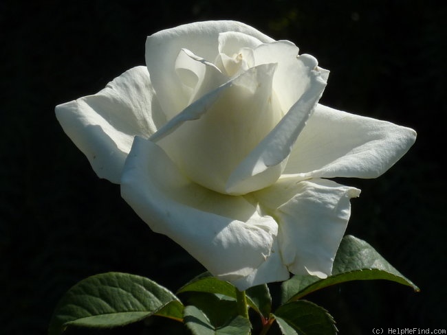 'Gardenia ® (hybrid tea, Meilland, 2004)' rose photo