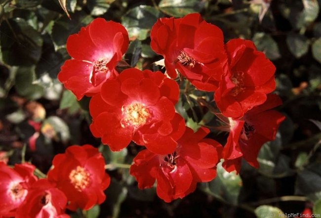 'Polo (floribunda, Kraan, 2005)' rose photo
