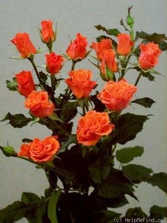 'Alegria' rose photo