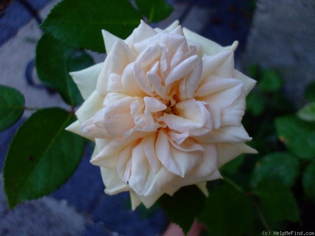 'Bouquet d'Or (noisette, Ducher, 1872)' rose photo