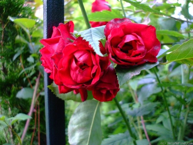 'Royal Show (shrub, Meilland 1983)' rose photo