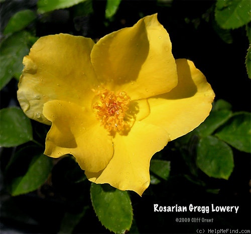 'Rosarian Gregg Lowery' rose photo