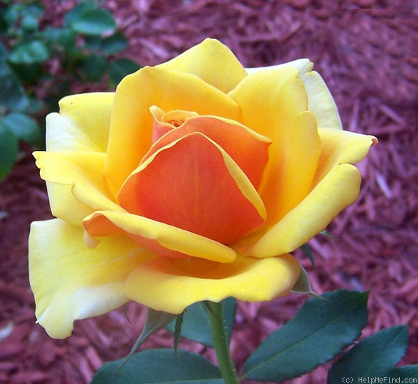 'Joshua Bradley' rose photo