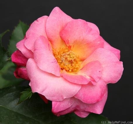 'Fitzhugh's Diamond' rose photo