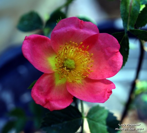 'Lady Penzance' rose photo