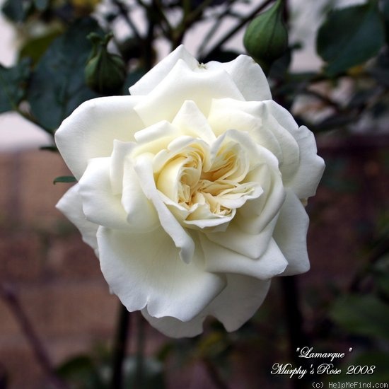 'Lamarque (noisette, Maréchal, 1830)' rose photo