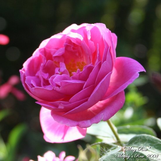 'Mary Rose ®' rose photo