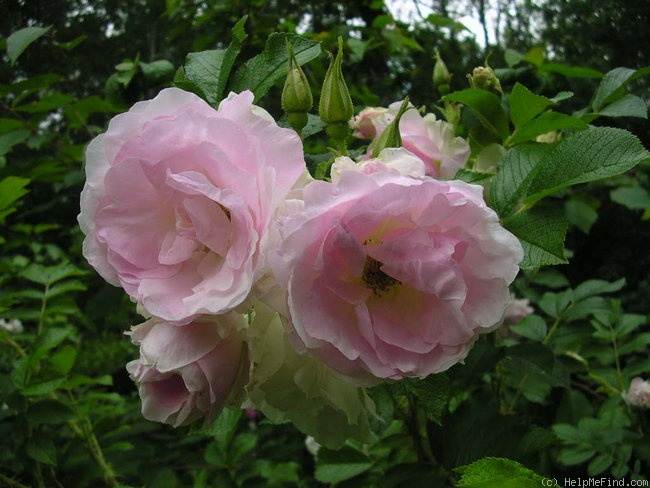 'Liga' rose photo