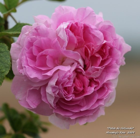 'Petite de Hollande' rose photo
