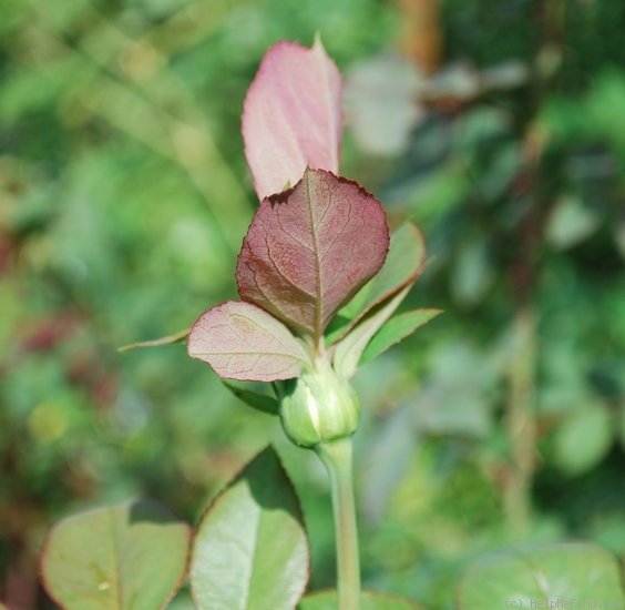 'Secret's Out!' rose photo