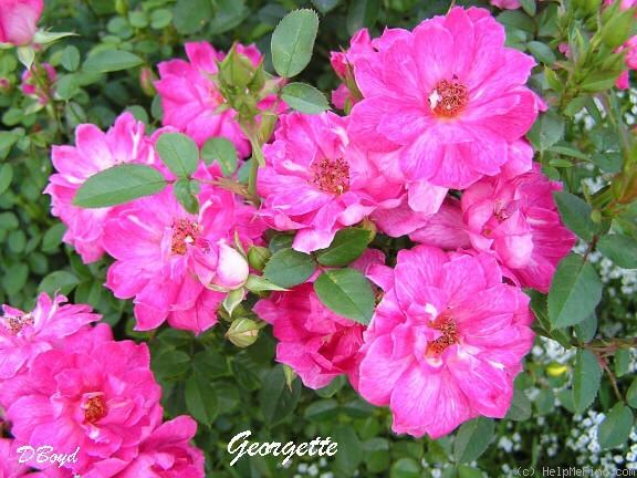 'Georgette (miniature, Bennett, 1981)' rose photo
