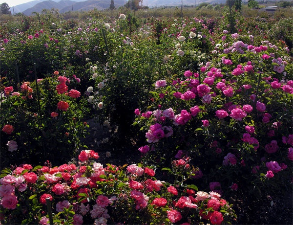 'Cliff's High Desert Garden Archival Dec, 2011 last updated 101812'  photo