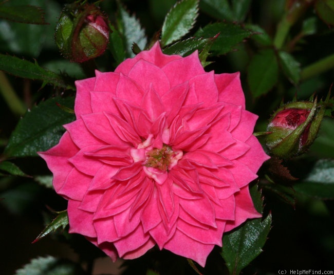 'Little Pinkie' rose photo