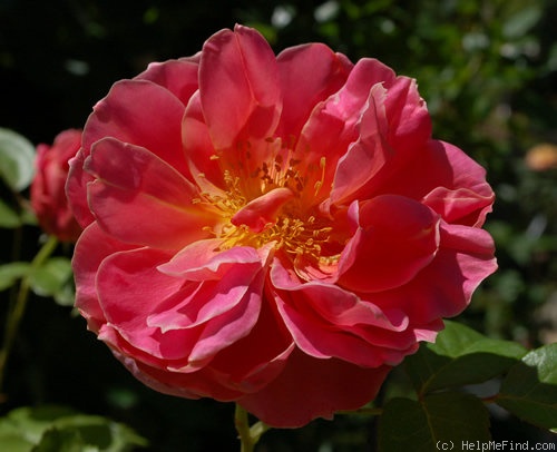 'Mémé Buy' rose photo