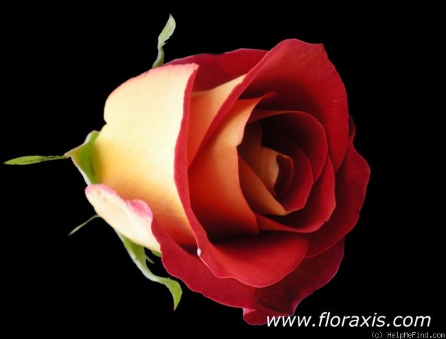 'Friendship ® (Florist Rose, Meilland International)' rose photo