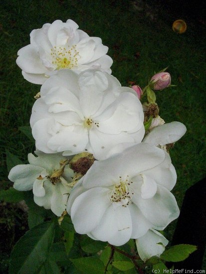 'Nastarana' rose photo
