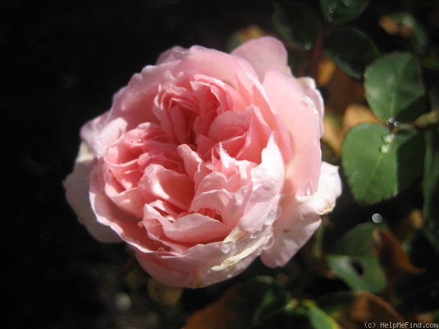 'Duquesa' rose photo