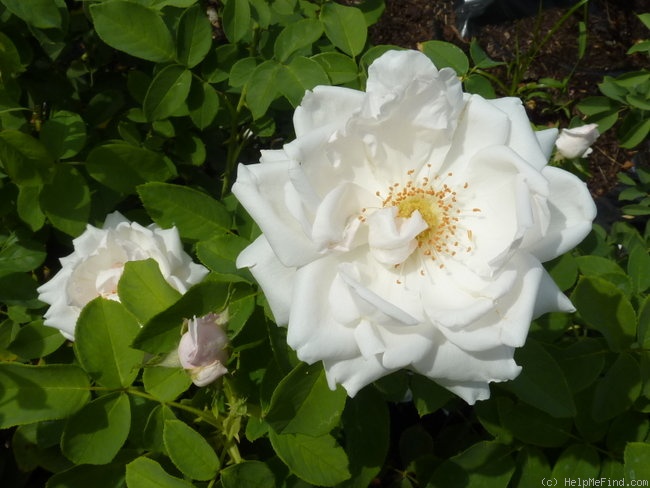 'Frau Karl Druschki (Hybrid Perpetual, Lambert, 1895/1901)' rose photo