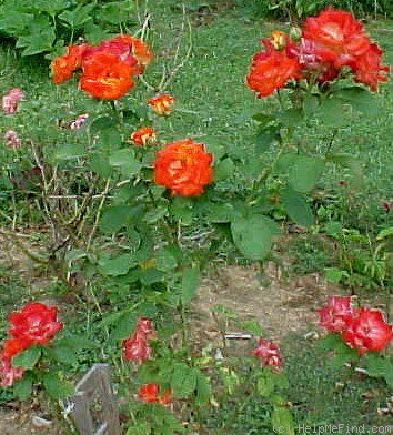 'Piñata' rose photo