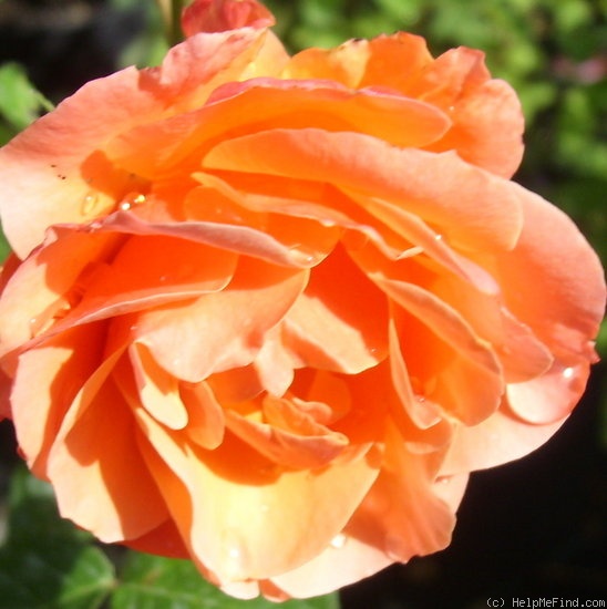 'Celeb' rose photo