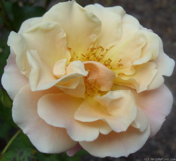 'Cubana ™ (shrub, Kordes 2001)' rose photo