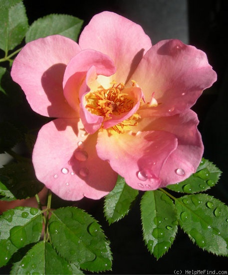 'LYGXYAK' rose photo