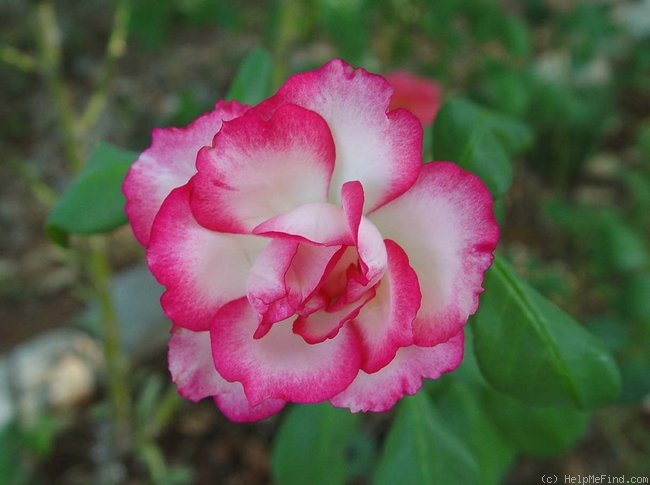 'Tabris' rose photo