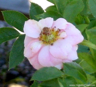 'Sweet Sunblaze' rose photo