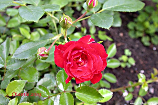 'Scarlet Meidiland' rose photo