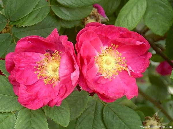 'Alika' rose photo