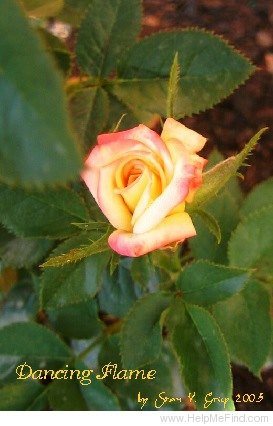 'Dancing Flame ™' rose photo