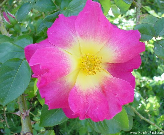 'Réveil Dijonnais' rose photo