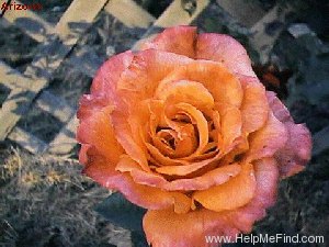 'Arizona (grandiflora, Swim & Weeks, 1973)' rose photo