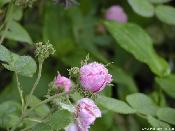 'Châpeau de Napoléon' rose photo