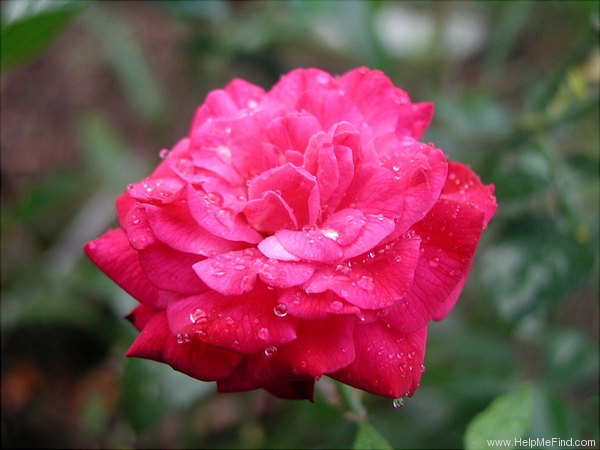 'Archduke Charles (china, Dubourg/Laffay, 1825)' rose photo