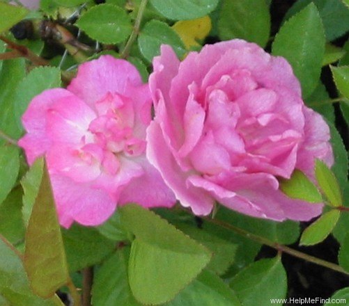 'China Doll' rose photo