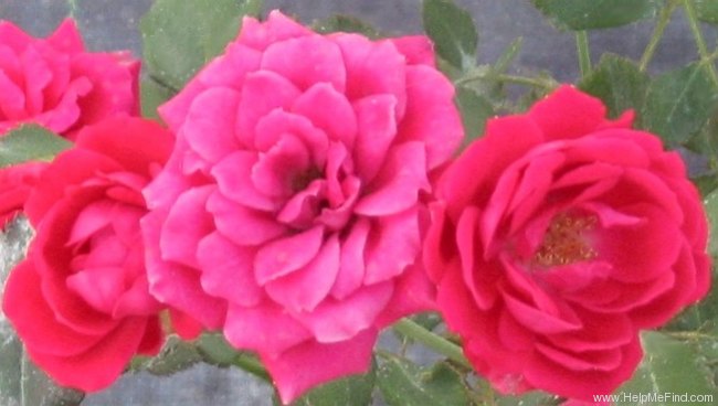'Garnette' rose photo