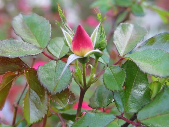 'Mornothorns' rose photo