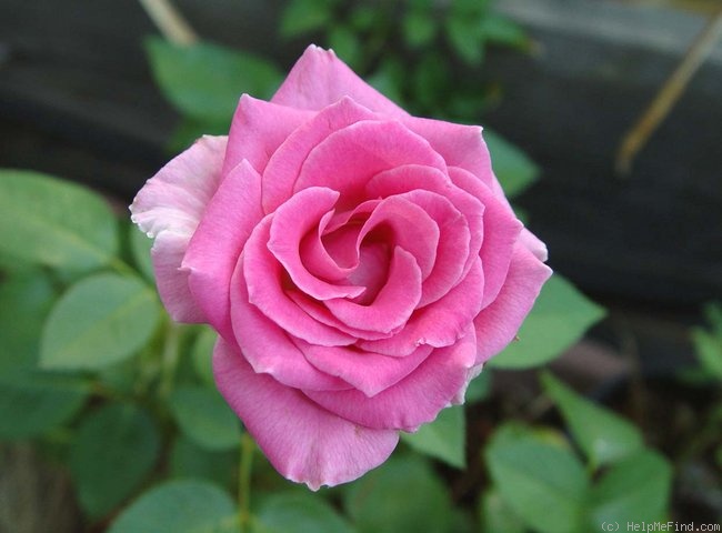 'Crowd Pleaser ™' rose photo