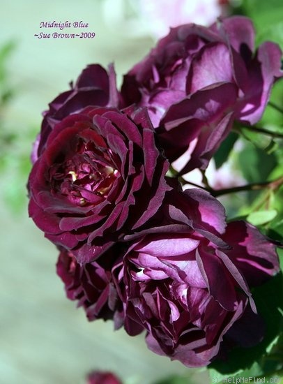 'Midnight Blue ™' rose photo